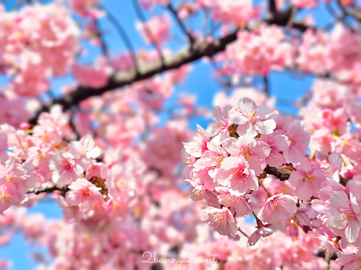 【大橫川散步道】東京河津櫻景點推薦:木場公園旁滿開櫻花步道,東京2月賞櫻推薦早櫻秘境 @兔兒毛毛姊妹花 【大橫川散步道】東京河津櫻景點推薦:木場公園旁滿開櫻花步道,東京2月賞櫻推薦早櫻秘境 @兔兒毛毛姊妹花
