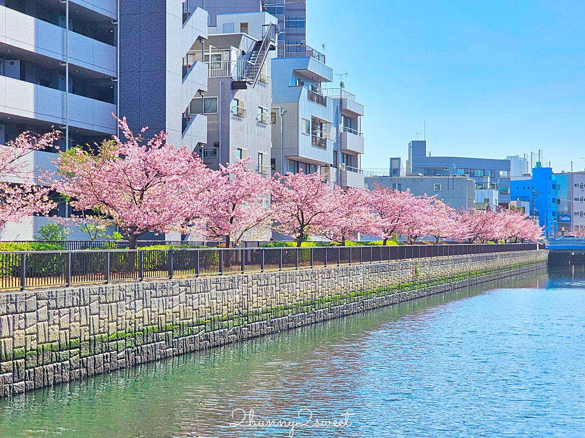 【大橫川散步道】東京河津櫻景點推薦:木場公園旁滿開櫻花步道,東京2月賞櫻推薦早櫻秘境 @兔兒毛毛姊妹花 【大橫川散步道】東京河津櫻景點推薦:木場公園旁滿開櫻花步道,東京2月賞櫻推薦早櫻秘境 @兔兒毛毛姊妹花