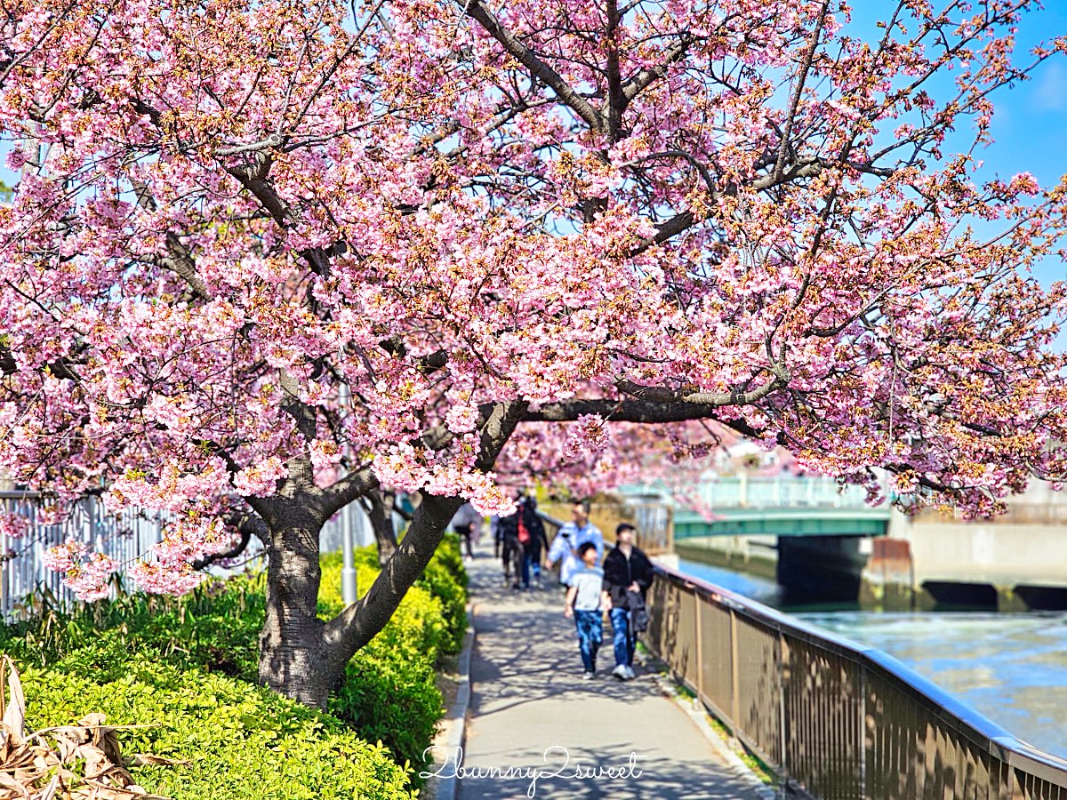 【大橫川散步道】東京河津櫻景點推薦：木場公園旁滿開櫻花步道，東京2月賞櫻推薦早櫻秘境 @兔兒毛毛姊妹花
