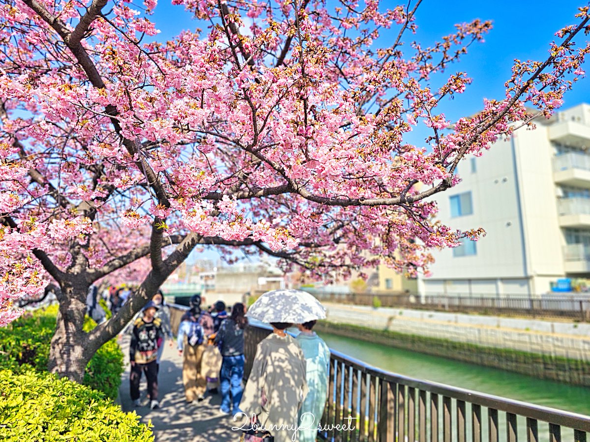 【大橫川散步道】東京河津櫻景點推薦：木場公園旁滿開櫻花步道，東京2月賞櫻推薦早櫻秘境 @兔兒毛毛姊妹花