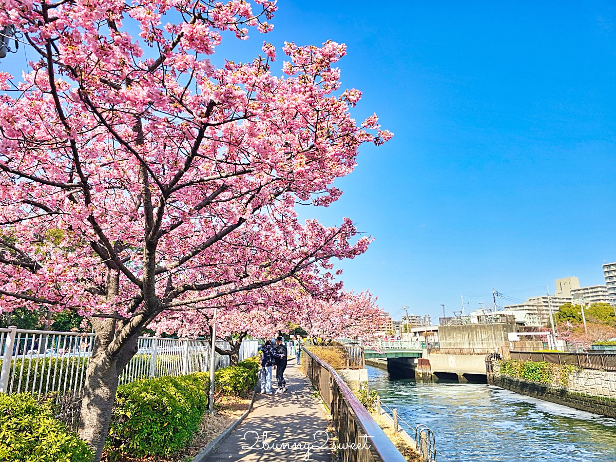 【大橫川散步道】東京河津櫻景點推薦：木場公園旁滿開櫻花步道，東京2月賞櫻推薦早櫻秘境 @兔兒毛毛姊妹花