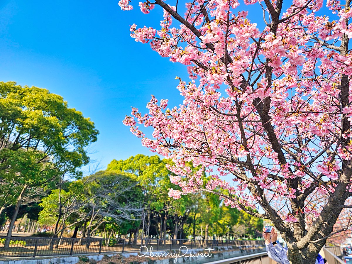 【大橫川散步道】東京河津櫻景點推薦:木場公園旁滿開櫻花步道,東京2月賞櫻推薦早櫻秘境 @兔兒毛毛姊妹花 【大橫川散步道】東京河津櫻景點推薦:木場公園旁滿開櫻花步道,東京2月賞櫻推薦早櫻秘境 @兔兒毛毛姊妹花