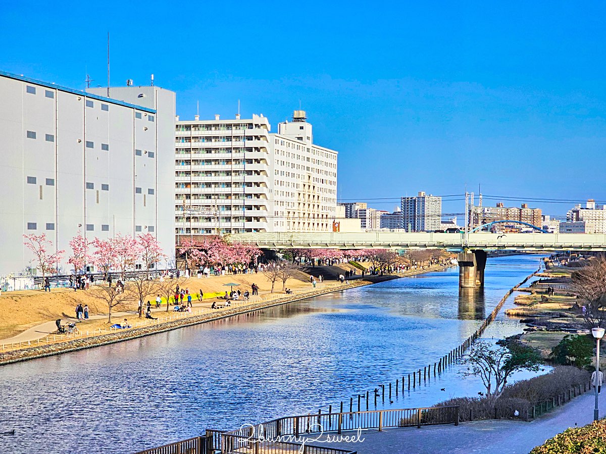【舊中川河津櫻步道】東京二月賞櫻景點，櫻花步道拍晴空塔與電車同框美照 @兔兒毛毛姊妹花