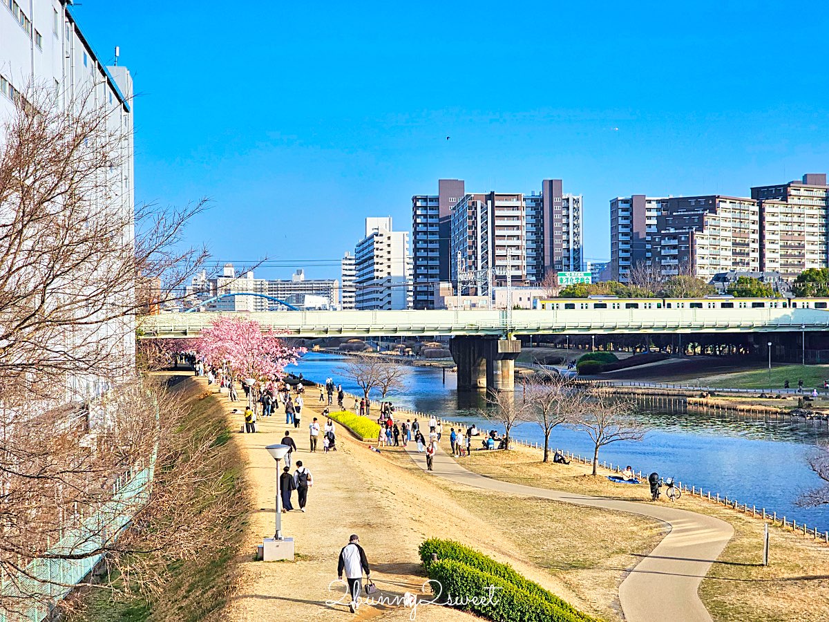 【舊中川河津櫻步道】東京二月賞櫻景點，櫻花步道拍晴空塔與電車同框美照 @兔兒毛毛姊妹花