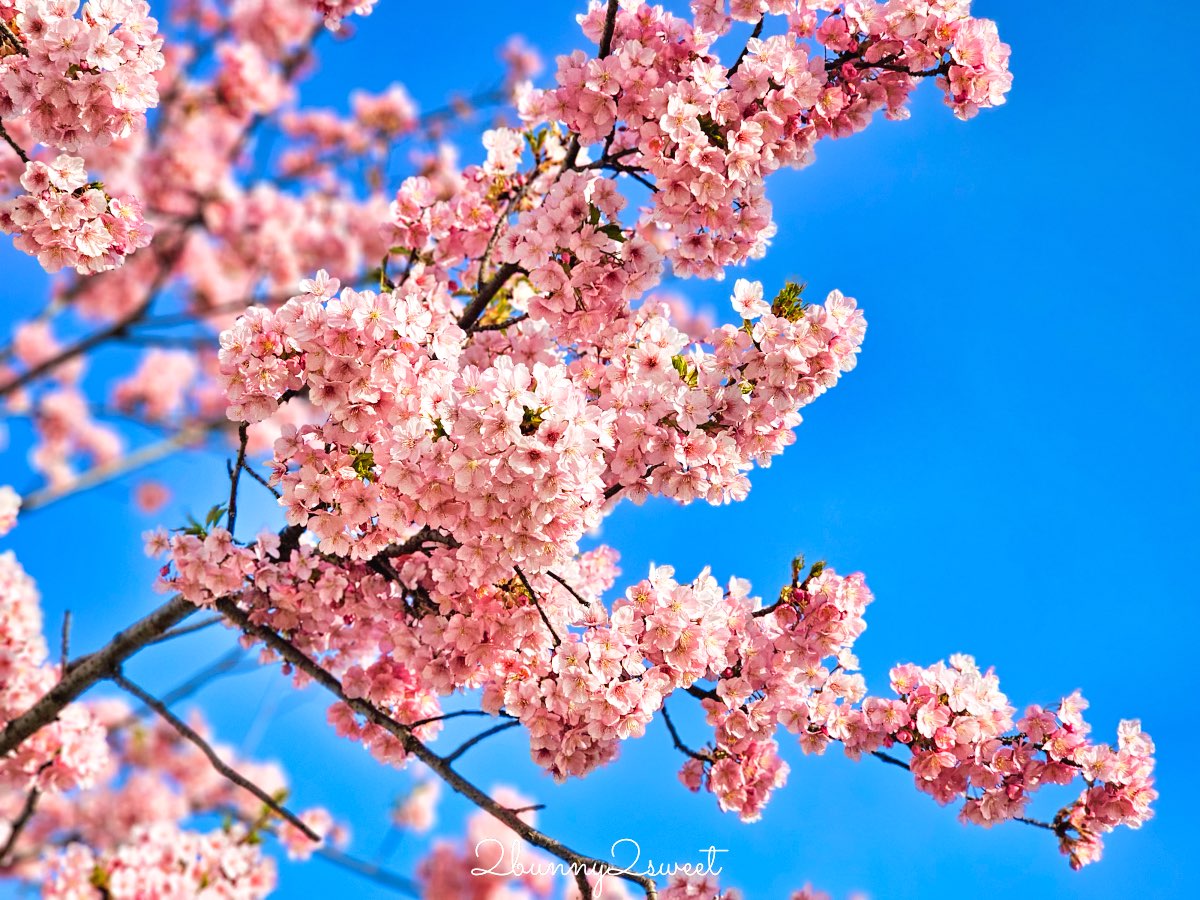 【舊中川河津櫻步道】東京二月賞櫻景點，櫻花步道拍晴空塔與電車同框美照 @兔兒毛毛姊妹花