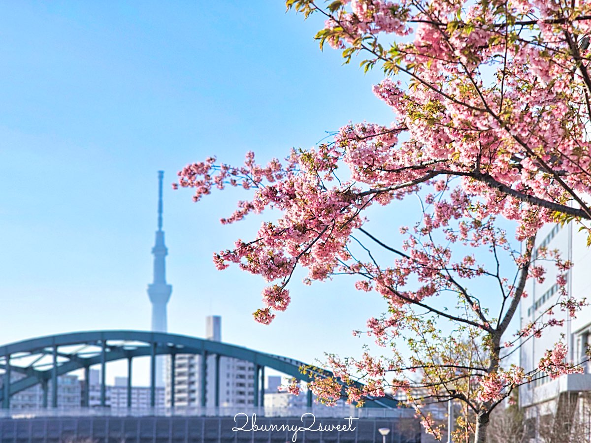 【舊中川河津櫻步道】東京二月賞櫻景點，櫻花步道拍晴空塔與電車同框美照 @兔兒毛毛姊妹花