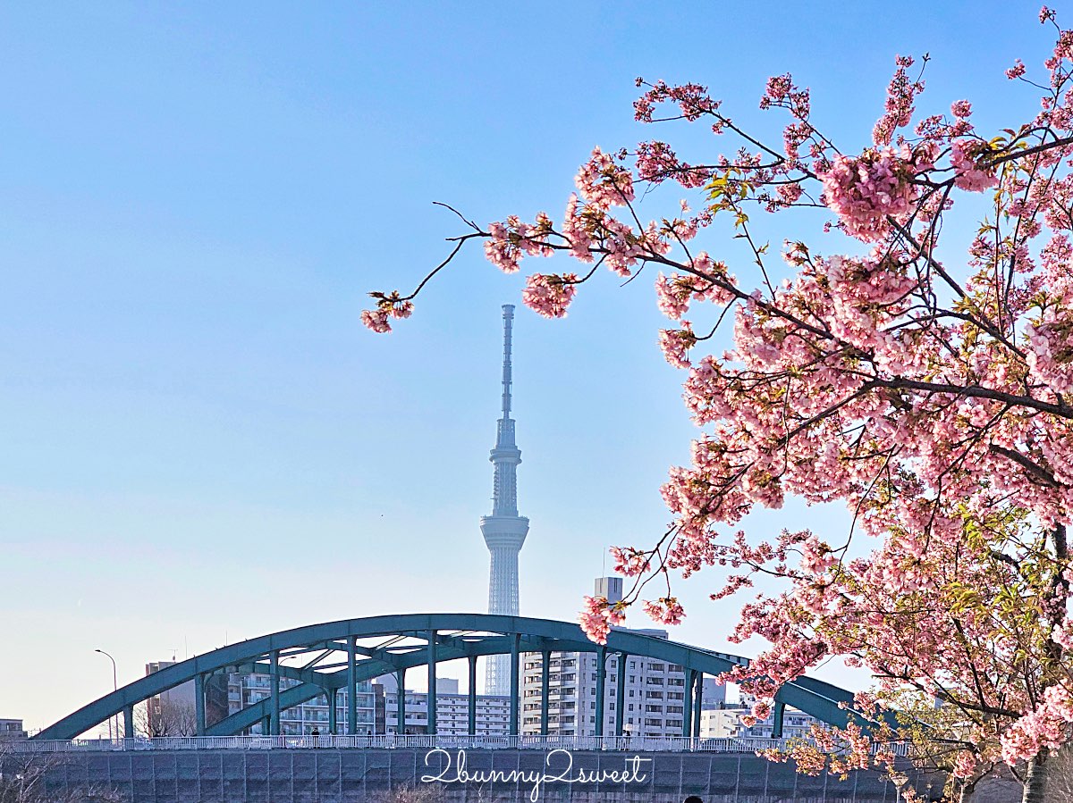 【舊中川河津櫻步道】東京二月賞櫻景點，櫻花步道拍晴空塔與電車同框美照 @兔兒毛毛姊妹花