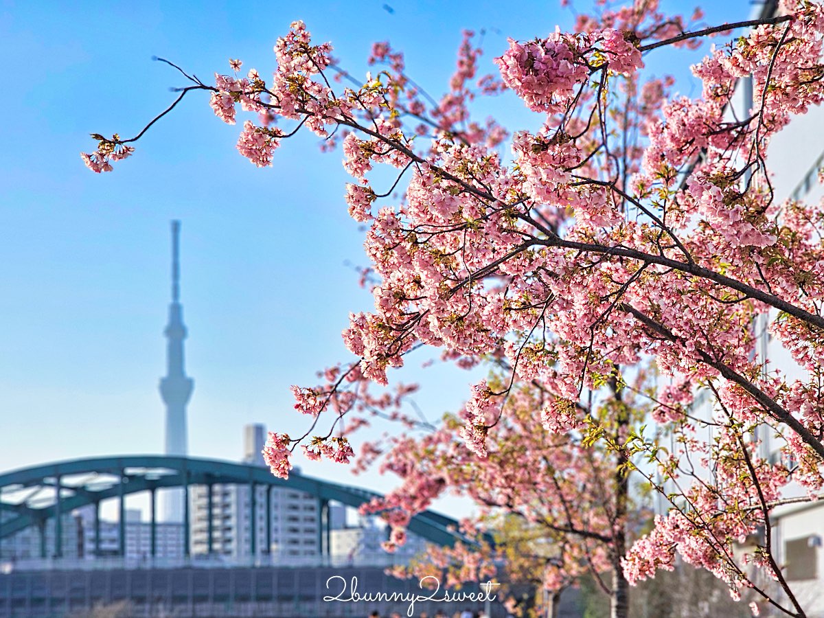 【舊中川河津櫻步道】東京二月賞櫻景點，櫻花步道拍晴空塔與電車同框美照 @兔兒毛毛姊妹花