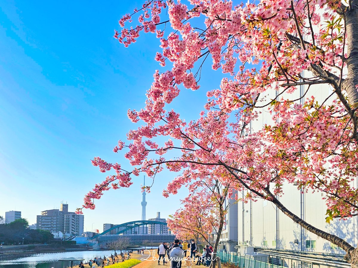 【舊中川河津櫻步道】東京二月賞櫻景點，櫻花步道拍晴空塔與電車同框美照 @兔兒毛毛姊妹花