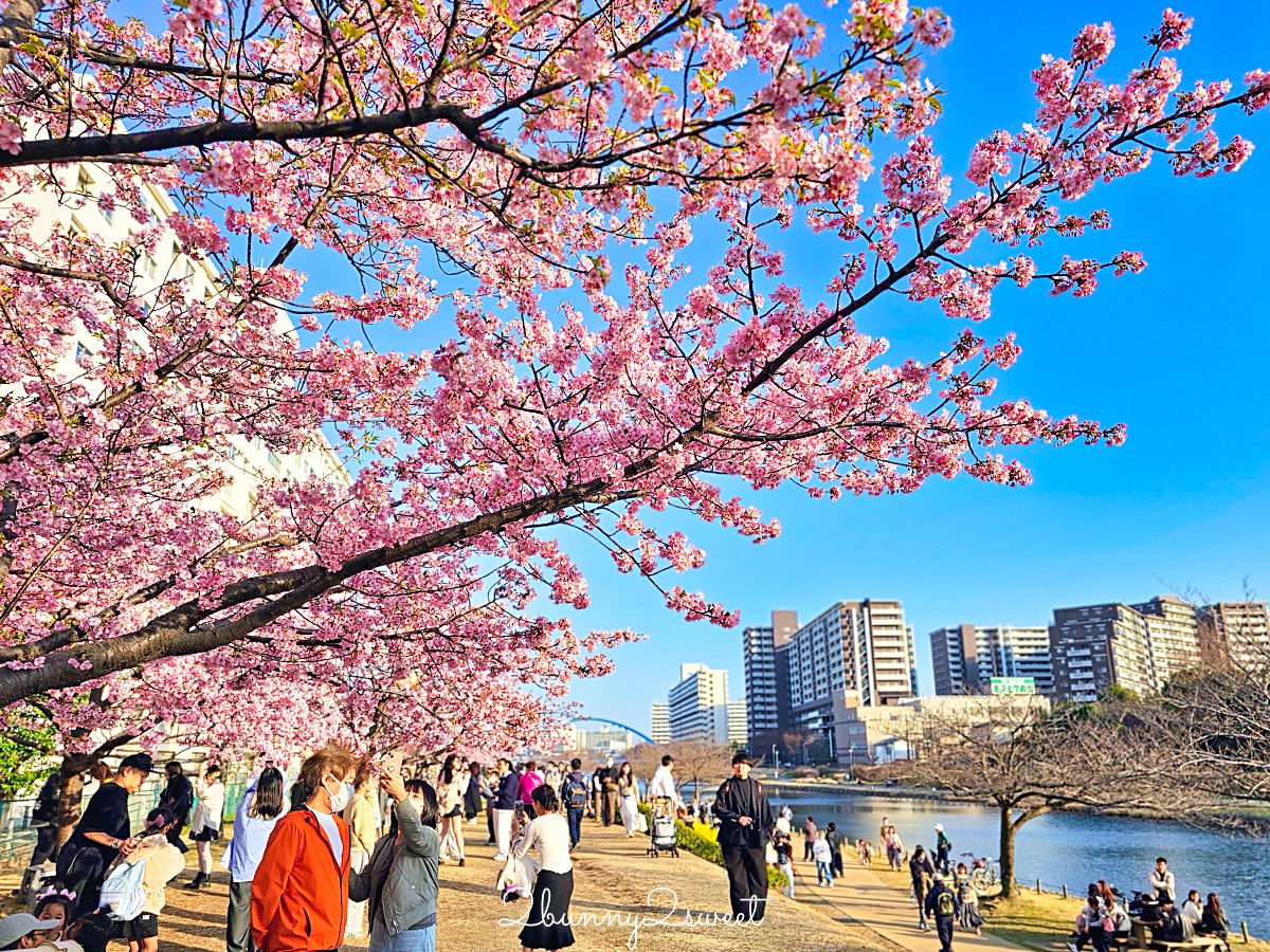【舊中川河津櫻步道】東京二月賞櫻景點，櫻花步道拍晴空塔與電車同框美照 @兔兒毛毛姊妹花