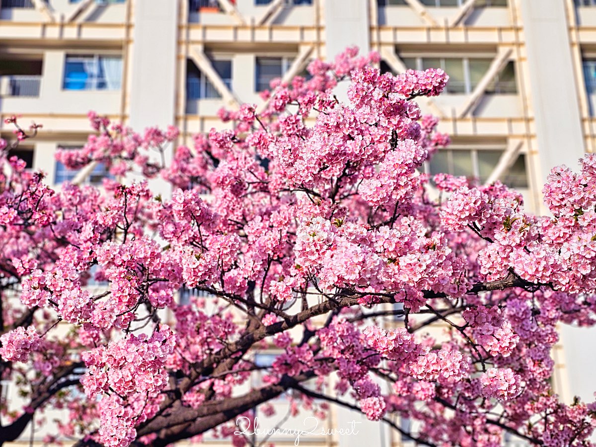 【舊中川河津櫻步道】東京二月賞櫻景點，櫻花步道拍晴空塔與電車同框美照 @兔兒毛毛姊妹花