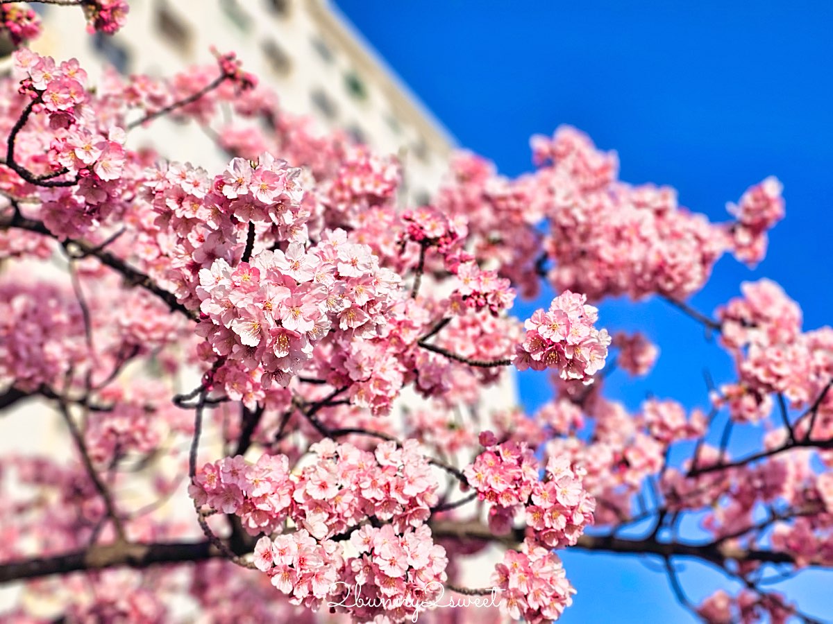 【舊中川河津櫻步道】東京二月賞櫻景點，櫻花步道拍晴空塔與電車同框美照 @兔兒毛毛姊妹花