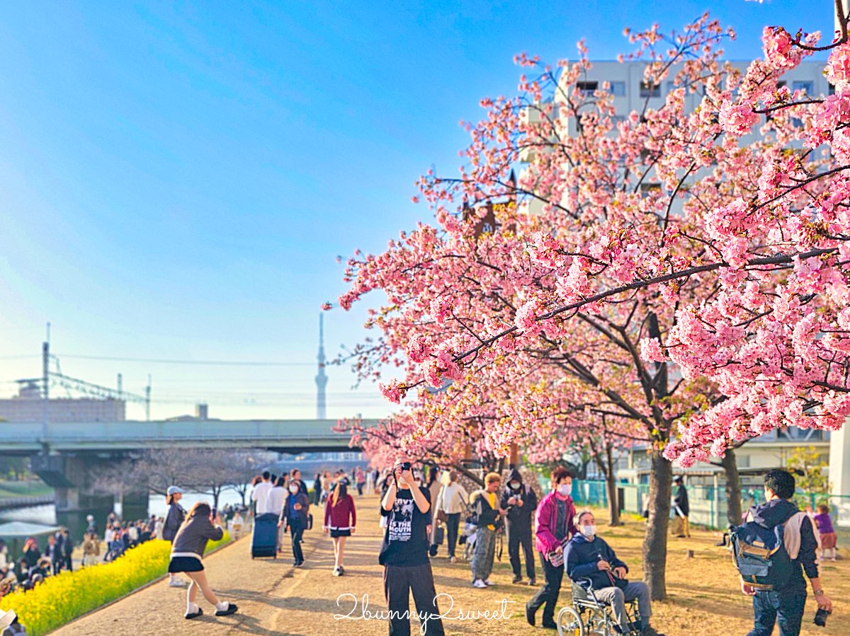 【舊中川河津櫻步道】東京二月賞櫻景點，櫻花步道拍晴空塔與電車同框美照 @兔兒毛毛姊妹花