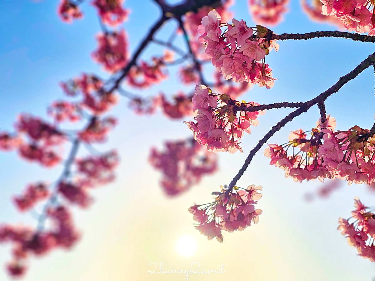 【舊中川河津櫻步道】東京二月賞櫻景點，櫻花步道拍晴空塔與電車同框美照 @兔兒毛毛姊妹花