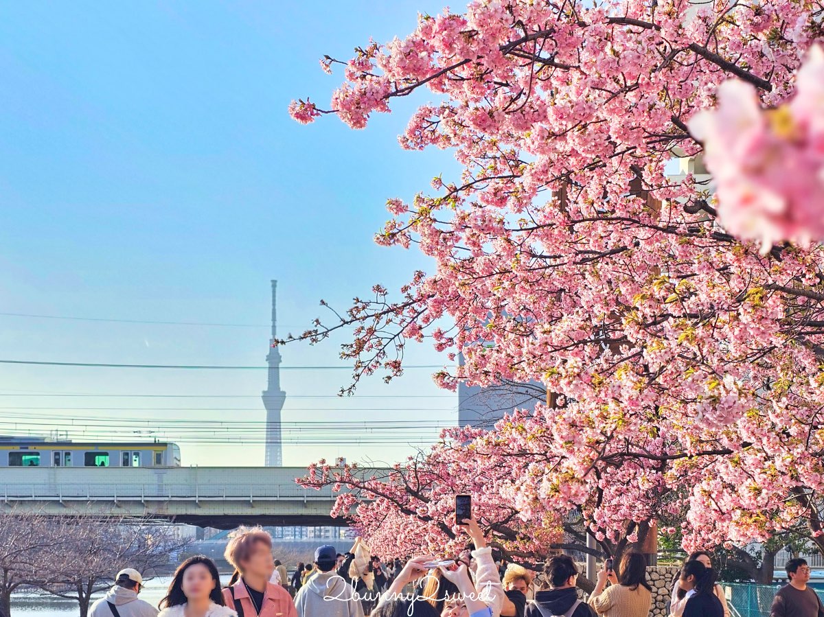 【舊中川河津櫻步道】東京二月賞櫻景點，櫻花步道拍晴空塔與電車同框美照 @兔兒毛毛姊妹花