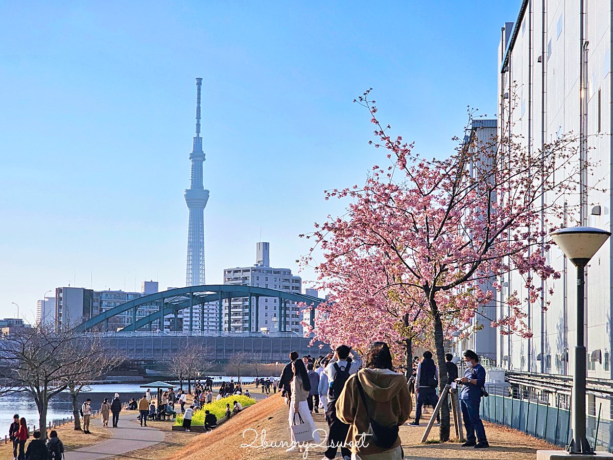【舊中川河津櫻步道】東京二月賞櫻景點，櫻花步道拍晴空塔與電車同框美照 @兔兒毛毛姊妹花