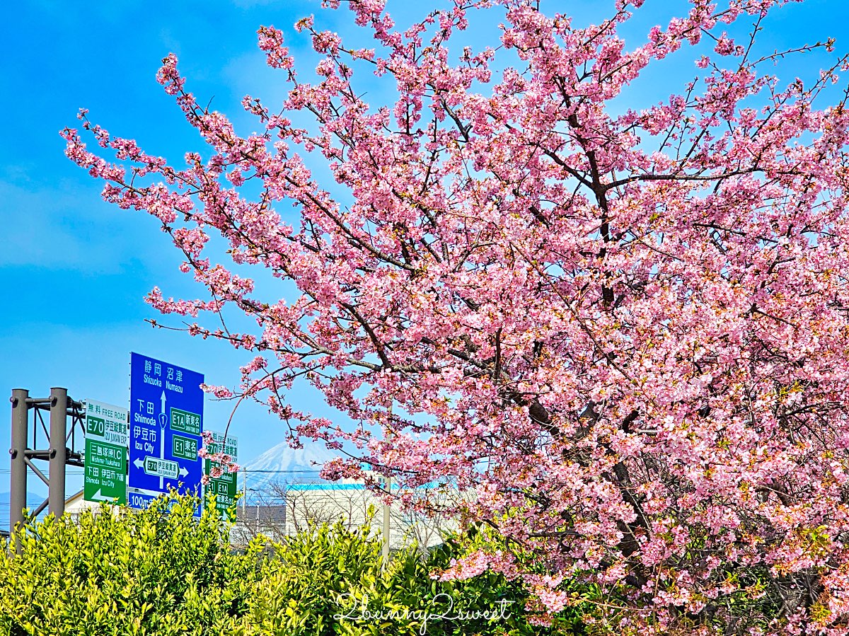 【伊豆水果公園】自採草莓吃到飽、富士山景餐廳與伴手禮商店完整攻略 @兔兒毛毛姊妹花