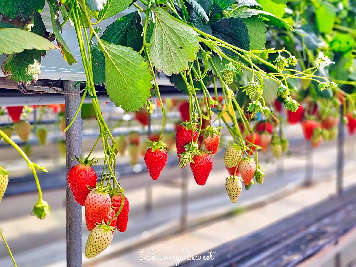 【伊豆水果公園】自採草莓吃到飽、富士山景餐廳與伴手禮商店完整攻略 @兔兒毛毛姊妹花