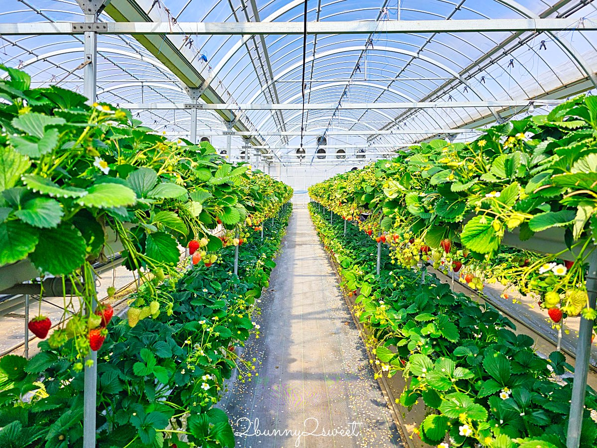 【伊豆水果公園】自採草莓吃到飽、富士山景餐廳與伴手禮商店完整攻略 @兔兒毛毛姊妹花
