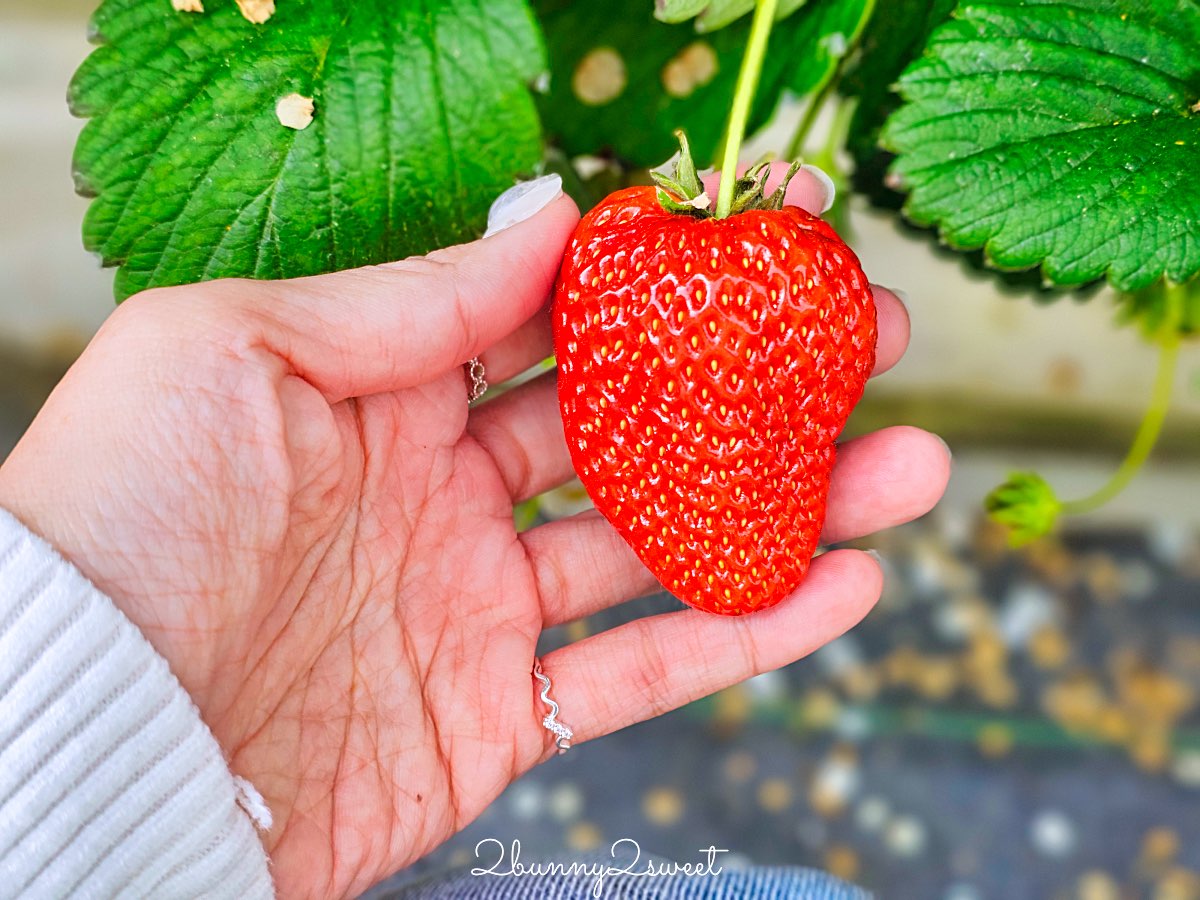 【伊豆水果公園】自採草莓吃到飽、富士山景餐廳與伴手禮商店完整攻略 @兔兒毛毛姊妹花