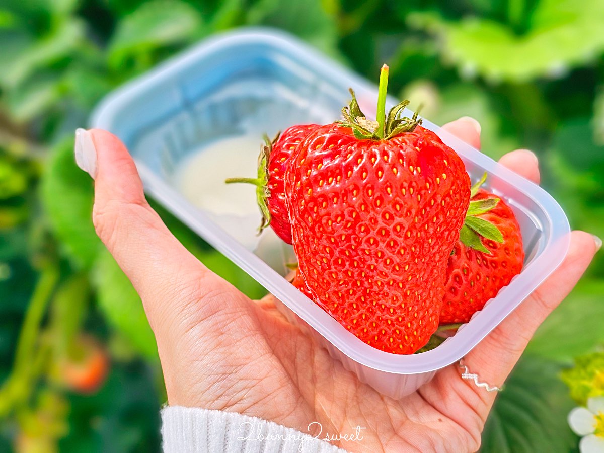 【伊豆水果公園】自採草莓吃到飽、富士山景餐廳與伴手禮商店完整攻略 @兔兒毛毛姊妹花