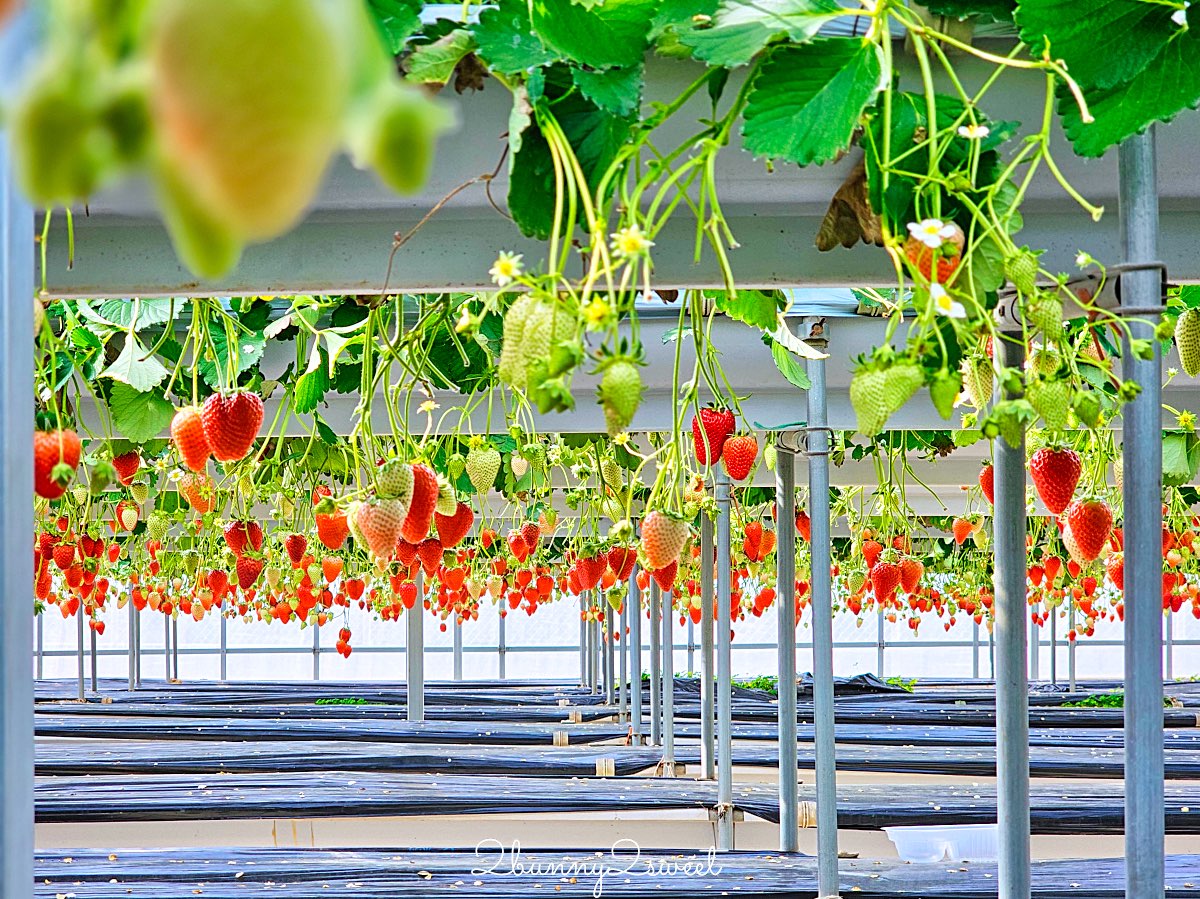 【伊豆水果公園】自採草莓吃到飽、富士山景餐廳與伴手禮商店完整攻略 @兔兒毛毛姊妹花