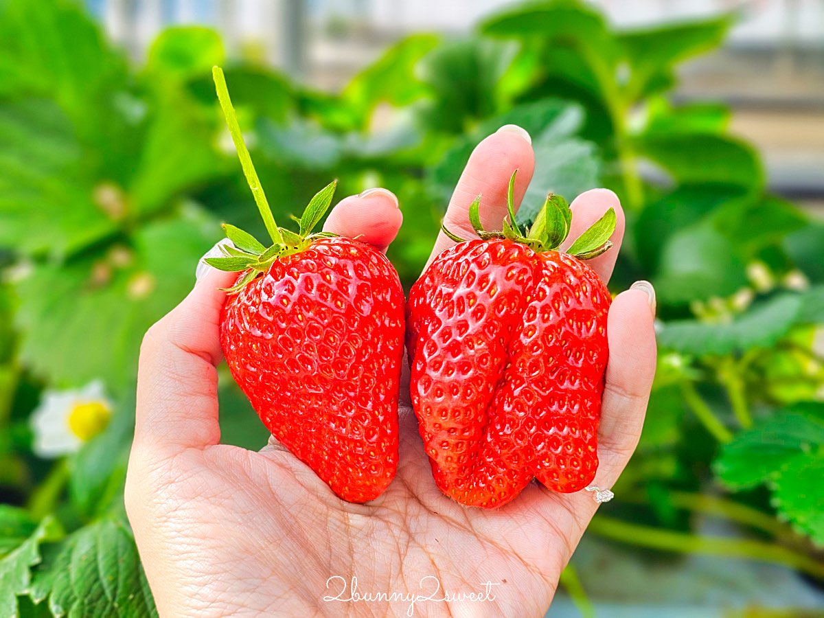 【伊豆水果公園】自採草莓吃到飽、富士山景餐廳與伴手禮商店完整攻略 @兔兒毛毛姊妹花