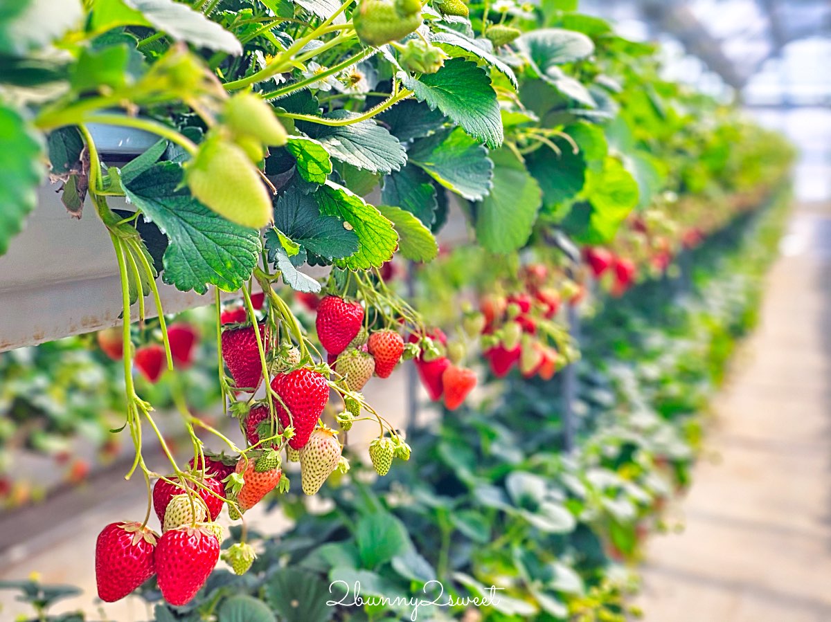 【伊豆水果公園】自採草莓吃到飽、富士山景餐廳與伴手禮商店完整攻略 @兔兒毛毛姊妹花