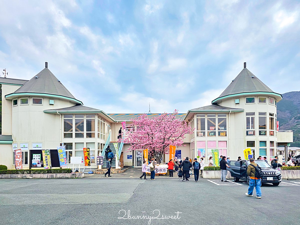 【靜岡伊豆河津町賞櫻】河津櫻花祭攻略：最佳賞花時間、河津川4公里櫻花並木、交通方式 @兔兒毛毛姊妹花