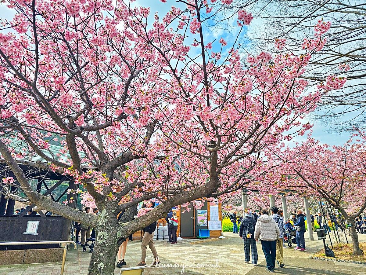 【靜岡伊豆河津町賞櫻】河津櫻花祭攻略：最佳賞花時間、河津川4公里櫻花並木、交通方式 @兔兒毛毛姊妹花