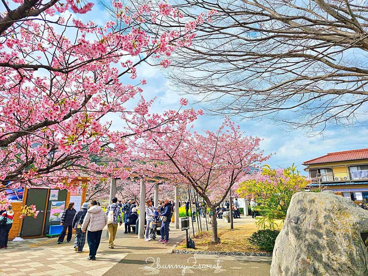 【靜岡伊豆河津町賞櫻】河津櫻花祭攻略：最佳賞花時間、河津川4公里櫻花並木、交通方式 @兔兒毛毛姊妹花