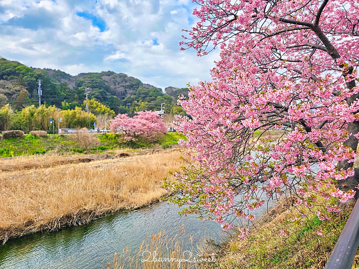 【靜岡伊豆河津町賞櫻】河津櫻花祭攻略：最佳賞花時間、河津川4公里櫻花並木、交通方式 @兔兒毛毛姊妹花