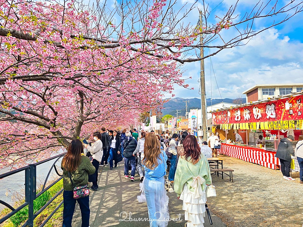 【靜岡伊豆河津町賞櫻】河津櫻花祭攻略：最佳賞花時間、河津川4公里櫻花並木、交通方式 @兔兒毛毛姊妹花
