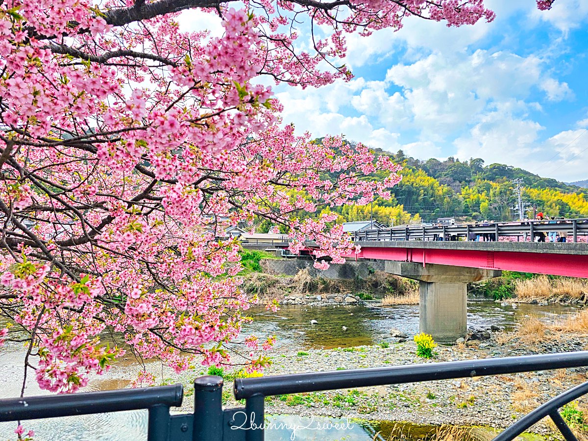 【靜岡伊豆河津町賞櫻】河津櫻花祭攻略：最佳賞花時間、河津川4公里櫻花並木、交通方式 @兔兒毛毛姊妹花