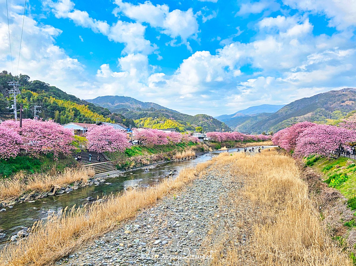 【靜岡伊豆河津町賞櫻】河津櫻花祭攻略：最佳賞花時間、河津川4公里櫻花並木、交通方式 @兔兒毛毛姊妹花