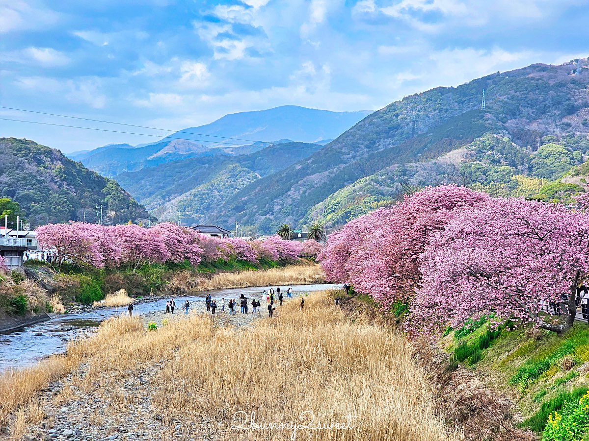 【靜岡伊豆河津町賞櫻】河津櫻花祭攻略：最佳賞花時間、河津川4公里櫻花並木、交通方式 @兔兒毛毛姊妹花