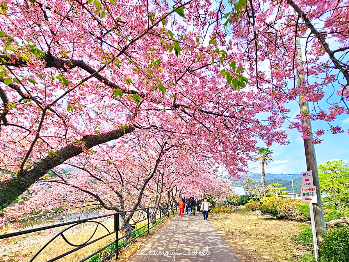 【靜岡伊豆河津町賞櫻】河津櫻花祭攻略：最佳賞花時間、河津川4公里櫻花並木、交通方式 @兔兒毛毛姊妹花