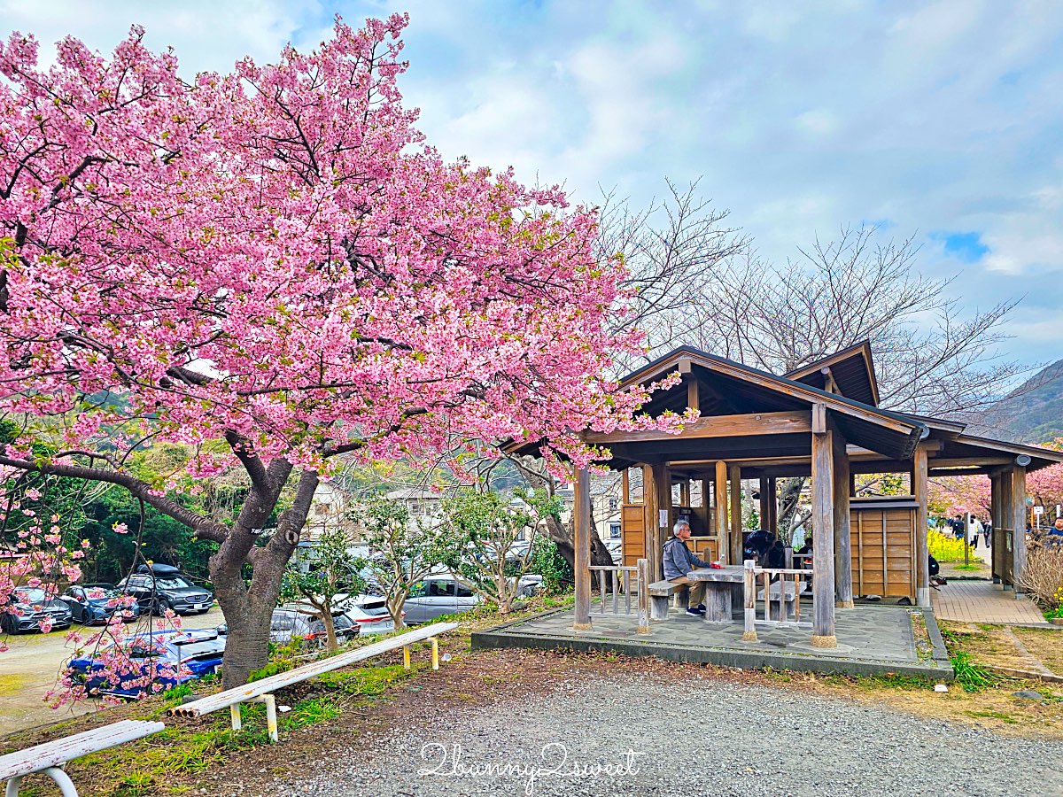 【靜岡伊豆河津町賞櫻】河津櫻花祭攻略：最佳賞花時間、河津川4公里櫻花並木、交通方式 @兔兒毛毛姊妹花