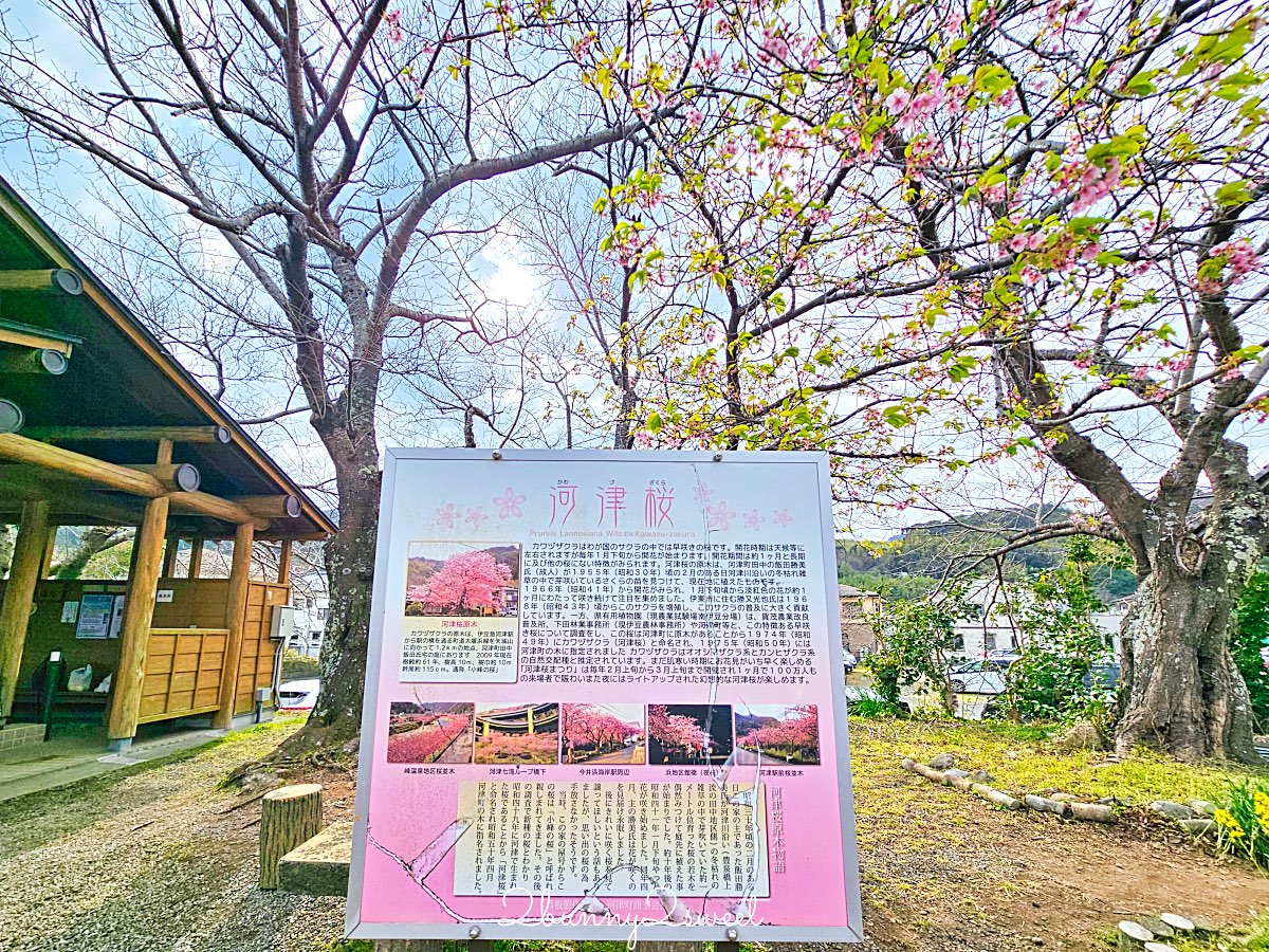 【靜岡伊豆河津町賞櫻】河津櫻花祭攻略：最佳賞花時間、河津川4公里櫻花並木、交通方式 @兔兒毛毛姊妹花