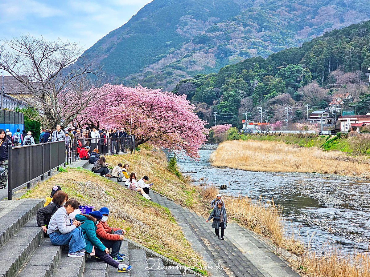 【靜岡伊豆河津町賞櫻】河津櫻花祭攻略：最佳賞花時間、河津川4公里櫻花並木、交通方式 @兔兒毛毛姊妹花