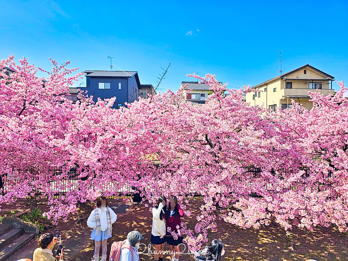 【京都淀水路河津櫻】淀之河津櫻賞櫻散步道，京都二月及三月初最早盛開的櫻花秘境 @兔兒毛毛姊妹花