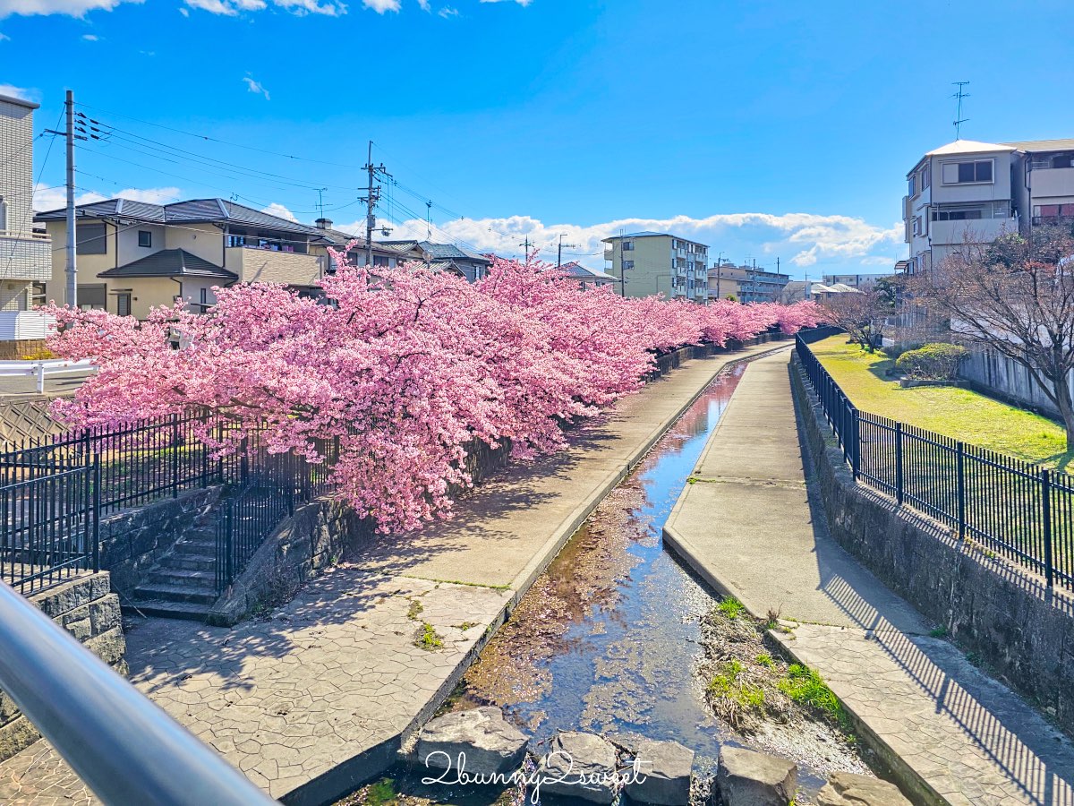 【京都淀水路河津櫻】淀之河津櫻賞櫻散步道，京都二月及三月初最早盛開的櫻花秘境 @兔兒毛毛姊妹花