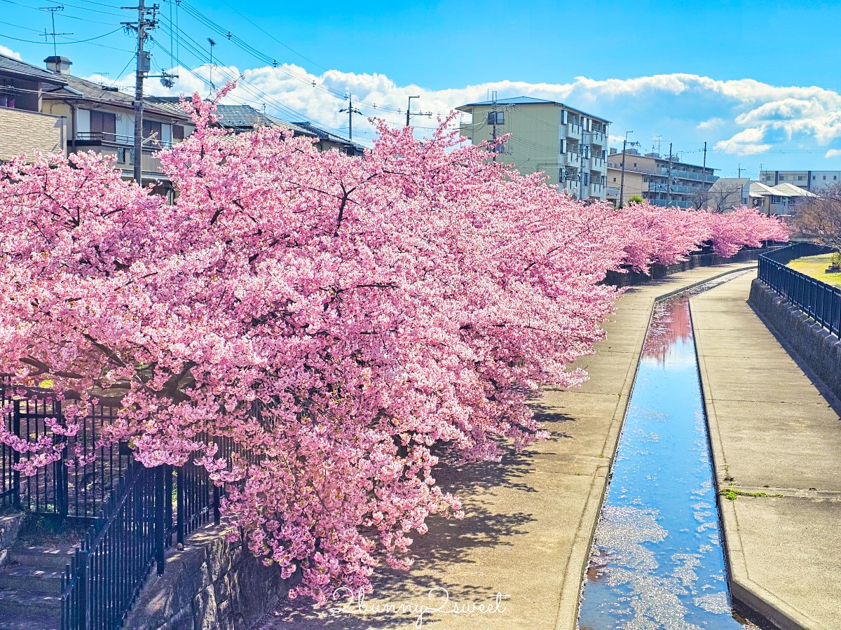 【京都淀水路河津櫻】淀之河津櫻賞櫻散步道，京都二月及三月初最早盛開的櫻花秘境 @兔兒毛毛姊妹花