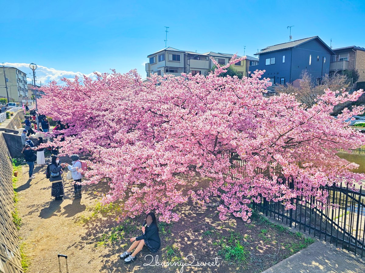 【京都淀水路河津櫻】淀之河津櫻賞櫻散步道，京都二月及三月初最早盛開的櫻花秘境 @兔兒毛毛姊妹花