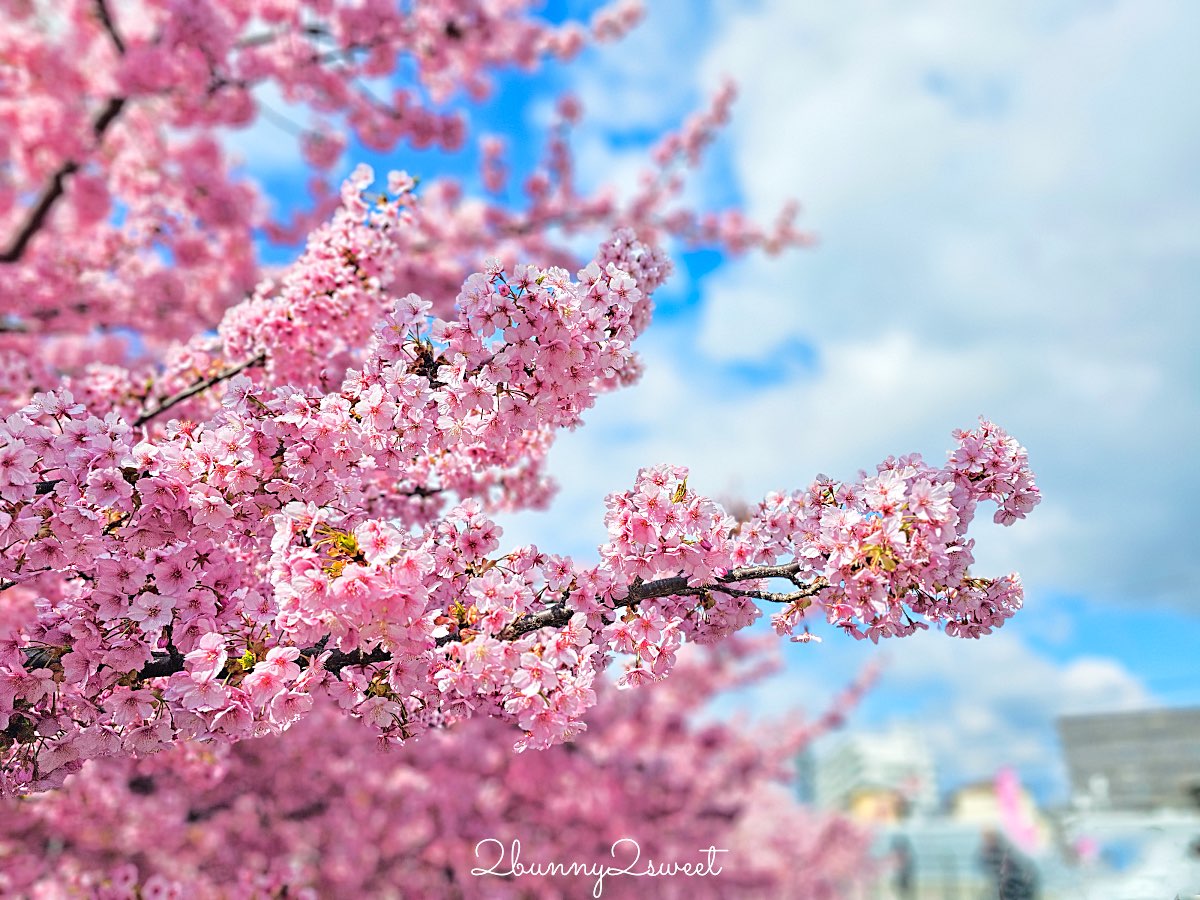 【京都淀水路河津櫻】淀之河津櫻賞櫻散步道，京都二月及三月初最早盛開的櫻花秘境 @兔兒毛毛姊妹花