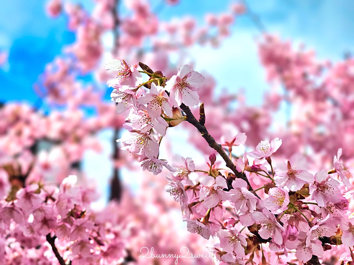 【京都淀水路河津櫻】淀之河津櫻賞櫻散步道，京都二月及三月初最早盛開的櫻花秘境 @兔兒毛毛姊妹花
