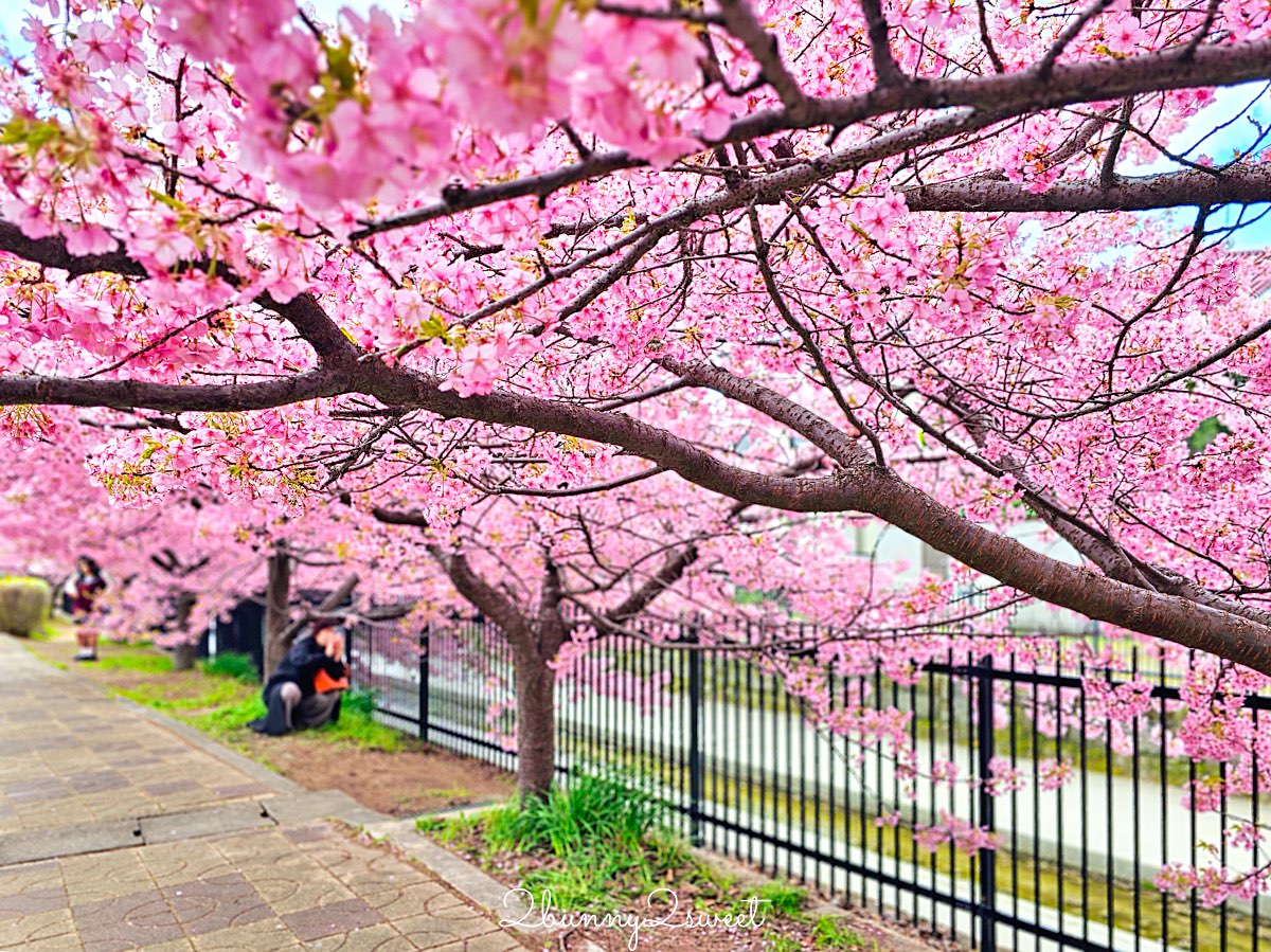 【京都淀水路河津櫻】淀之河津櫻賞櫻散步道，京都二月及三月初最早盛開的櫻花秘境 @兔兒毛毛姊妹花