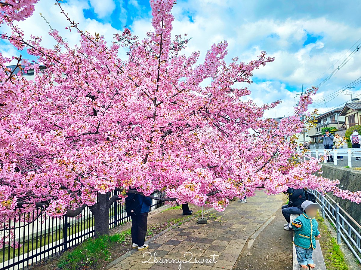 【京都淀水路河津櫻】淀之河津櫻賞櫻散步道，京都二月及三月初最早盛開的櫻花秘境 @兔兒毛毛姊妹花