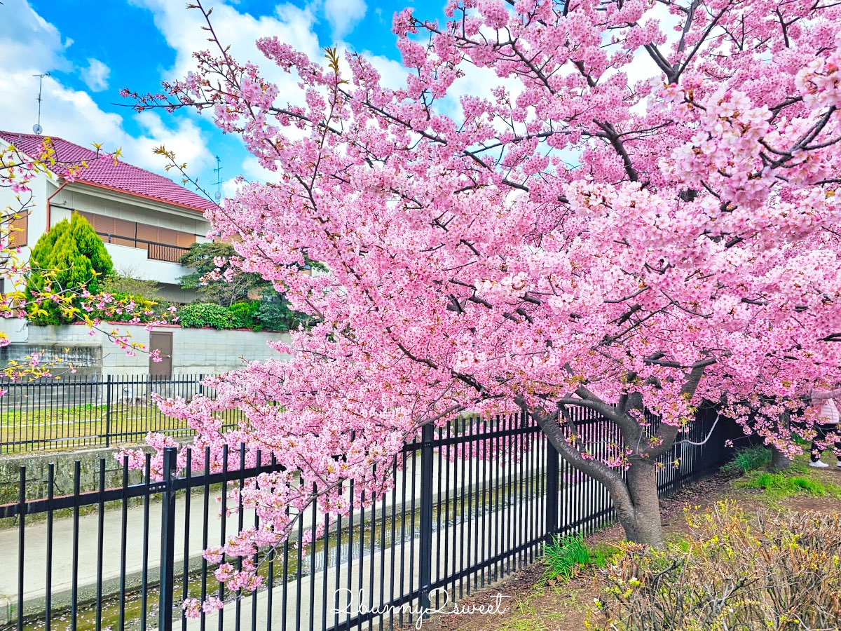 【京都淀水路河津櫻】淀之河津櫻賞櫻散步道，京都二月及三月初最早盛開的櫻花秘境 @兔兒毛毛姊妹花