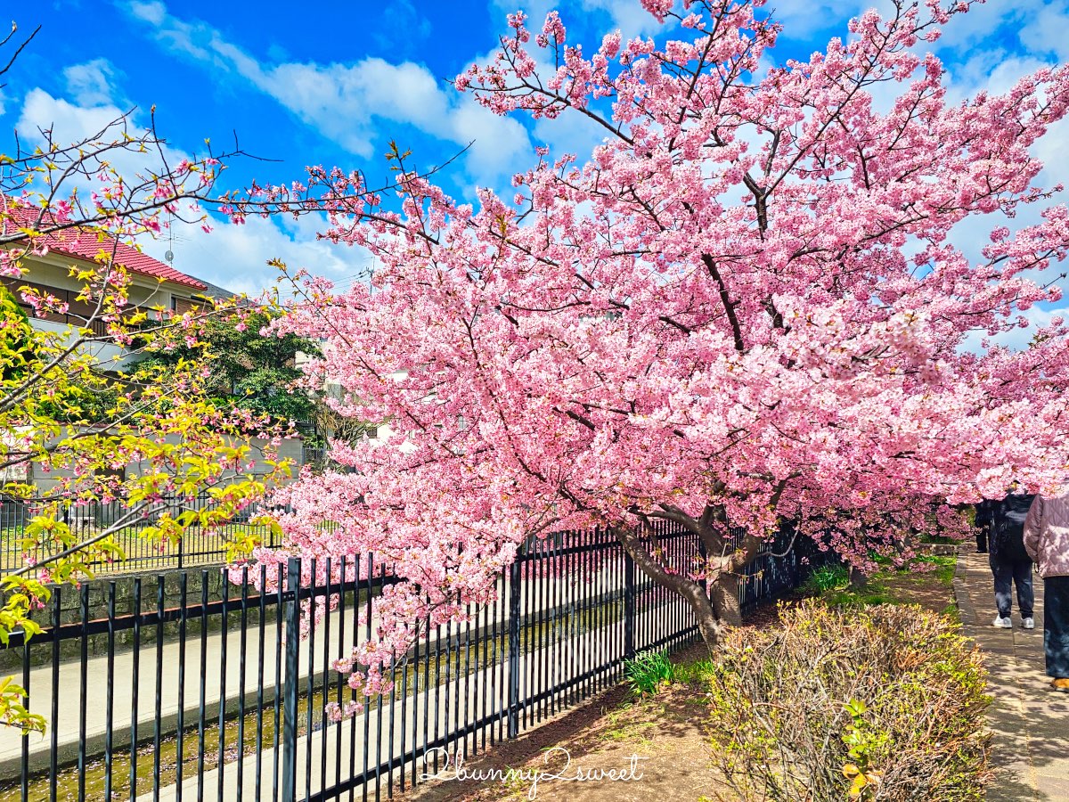 【京都淀水路河津櫻】淀之河津櫻賞櫻散步道，京都二月及三月初最早盛開的櫻花秘境 @兔兒毛毛姊妹花
